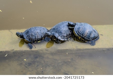 Three turtles laying in the sun heat near a lake in a sunny spring day, beautiful outdoor monochrome background photographed with selective focus