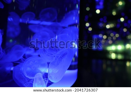 A jellyfish in an aquarium that glows under the illumination
