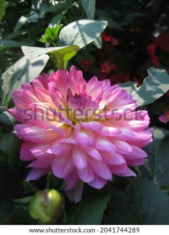 macro photo with a decorative background of a pink flower of a herbaceous dahlia plant during the autumn flowering period for garden landscape design as a source for prints, posters, decor, wallpaper