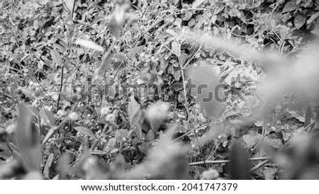black and white photo of a little monkey eating berries on bush