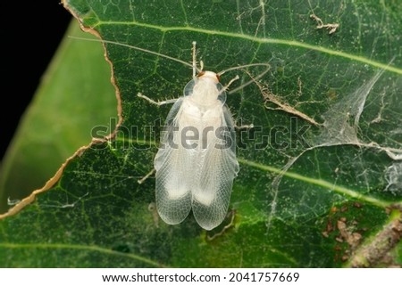 White cockroach species, Satara, Maharashtra, India
