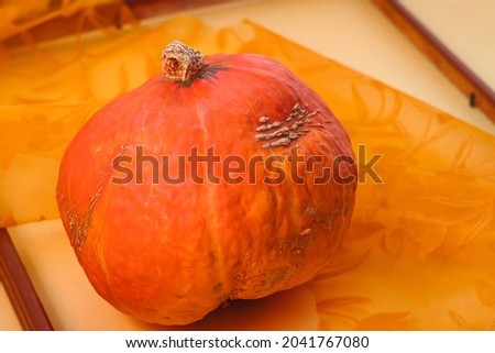 Ripe single isolated pumpkin as a symbol of autumn and Halloween
