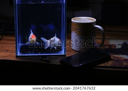 view of an Oranda Goldfish diving in fresh water fish glass tank with blue background.