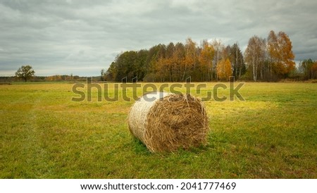 Hay bale in the meadow and autumn forest, Nowiny, Poland