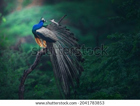 Peacock dancing in indian jungle Royalty-Free Stock Photo #2041783853