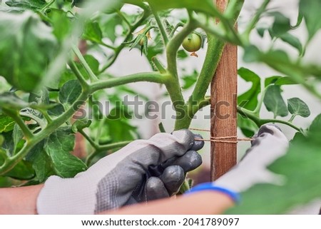 Hands of gardener tied up tomato in the garden. Royalty-Free Stock Photo #2041789097
