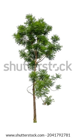 Tree isolated a on white background