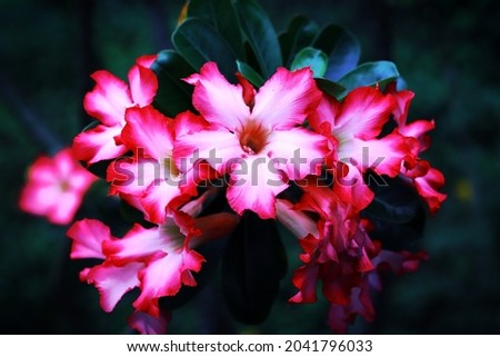 Red pink with white adenium flowers with dark background