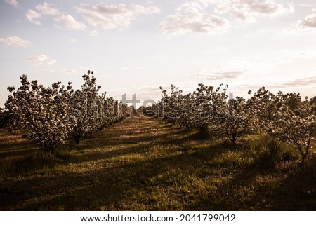 Spring photo of blooming quince. Quince trees in an orchard 