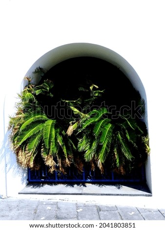 Lipari Islands 09.2021- Bright white wall with green tropical leaves and navy blue fence during summer day. Sunlight with shadows. Street view on Panarea Island, Sicily