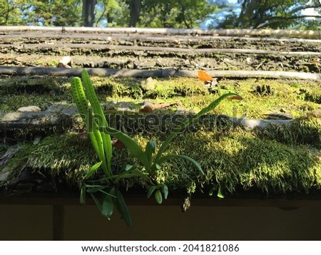 Zen, peaceful outdoor Japanese garden . High quality photo