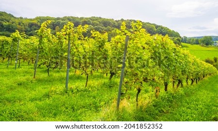 Vines growing in a vineyard in a green grassy meadow on a hill in bright sunlight in summer, Voeren, Limburg, Belgium, September, 2021