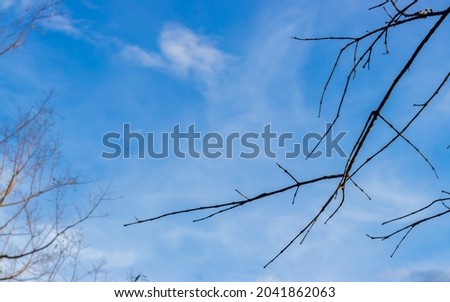 Drie branches and blue sky