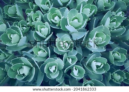 Flat lay of blue green succulents in the spring garden. Plant natural background. Fresh shoots of Sedum telephium.
