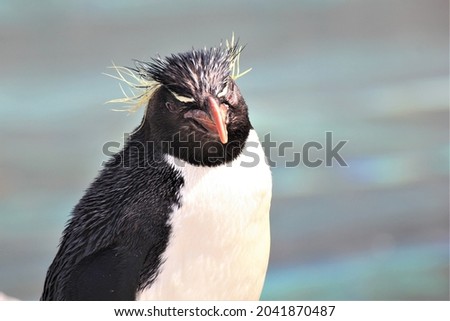 Rockhopper penguin. Their habitat is Antarctica.