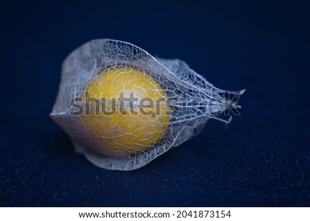Close-up of a Mexican husk tomato on a blue table cloth