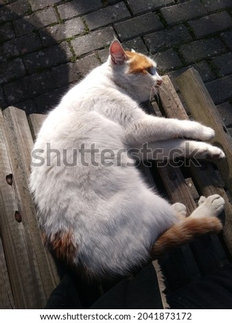 Cute cat lying on the bench.