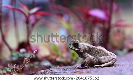 A young frog is ready to jump in the bush, low angle view shooting