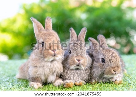 Group of healthy Lovely bunny easter fluffy brown rabbits, Adorable baby rabbit on green garden nature background. The Easter brown hares. Close - up of a rabbit. Royalty-Free Stock Photo #2041875455