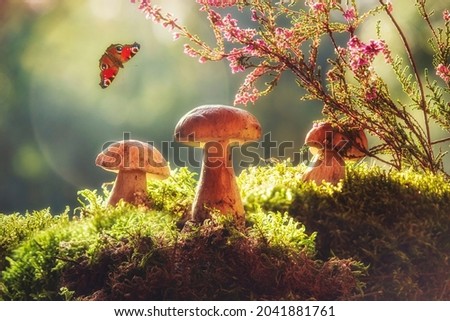 Autumn still life with mushrooms in the forest