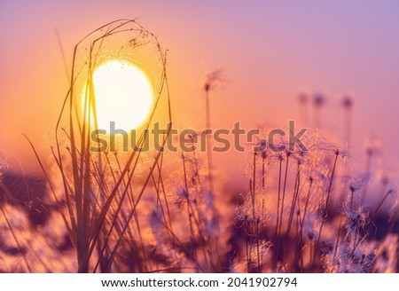 Blooming cotton grass at sunset against the background of the solar disk.