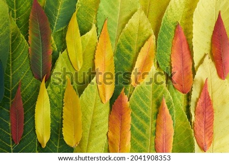 Colorful Autumn leaves texture. Abstract background