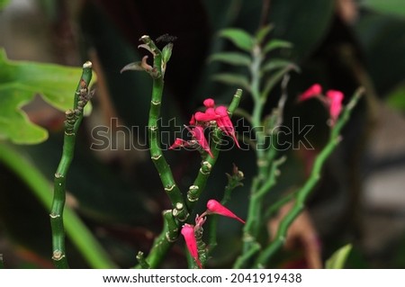 Euphorbia tithymaloides. Zigzag plant. Devil’s Backbone, Jacob’s ladder, Japanese poinsettia  Royalty-Free Stock Photo #2041919438