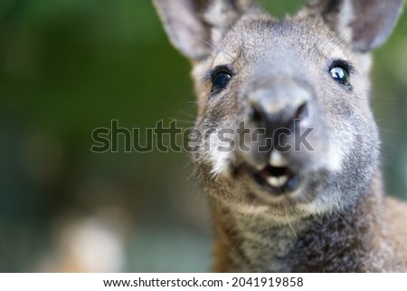 Portrait of a small kangaroo, wallaby chewing eating apples, Notamacropus, Marsupialia,  Bretten, Germany