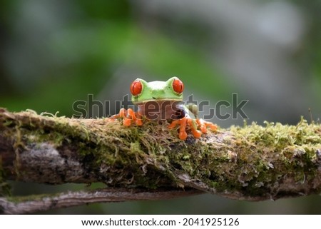 Red-eyed tree frog in a branch