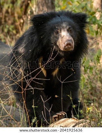 sloth bear or Melursus ursinus portrait in natural green background an aggressive animal from wild during outdoor wildlife safari at forest of central india