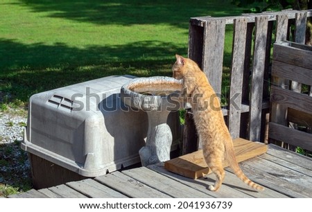 The confident orange tabby feline seems sure that stolen waters from the backyard birdbath will be the most tasty. Bokeh effect.