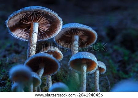Mushrooms. containing psilocybin grow in the forest. Contrast lighting, dark background. Hallucinogenic mushrooms in nature. Royalty-Free Stock Photo #2041940456