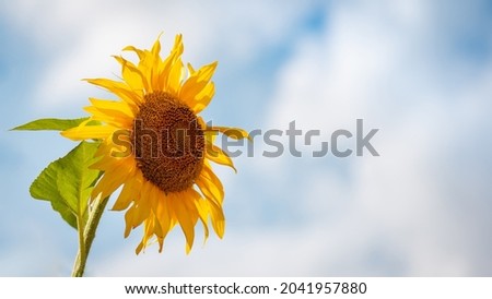 Wide picture of one sunflower with copy space. Lonely sunflower in full bloom with sky in the background