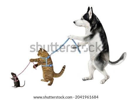 A dog husky keeps on a leash his beige cat which keeps his black rat on a leash. White background. Isolated.