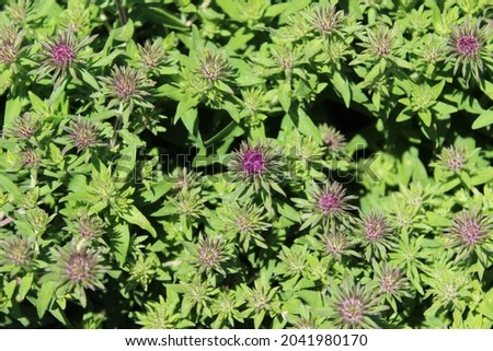 Full color photograph of spikey flowered bush with bright green leaf foliage in the sun light during the day.