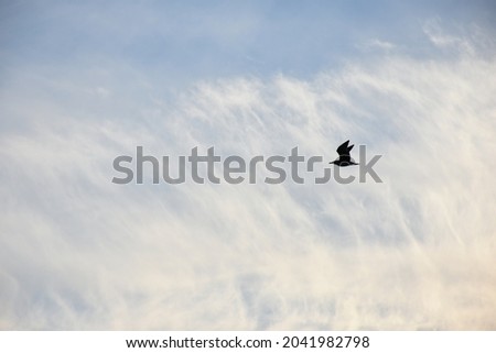 Bird flying above a sea, cloudy day