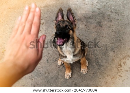 
Someone is training a puppy. Sit command.
A female hand indicates the command to the German Shepherd puppy to turn gray. Royalty-Free Stock Photo #2041993004