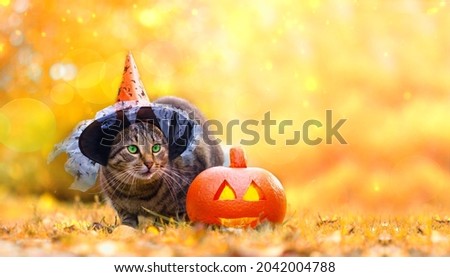 Funny tabby cat with green eyes in wizard hat sits on ground covered with colourful leaves near orange glowing yellow pumpkin against backdrop of magical autumn forest.  Halloween celebration concept