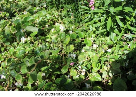 Photograph of a bush with small white and pink flowers outside during the day in the sunlight. Full color vibrant image.