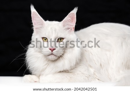 White longhair cat breed Maine Coon Cat. Portrait of sweet American Forest Cat. Affectionate animal lying and looking at camera on black and white background. Royalty-Free Stock Photo #2042042501