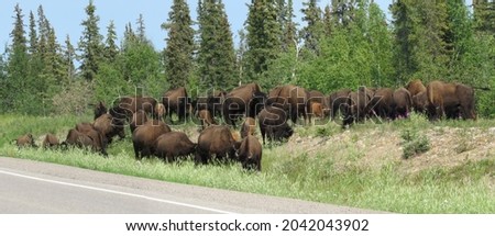 Bisons grazing on migrating trail                               
