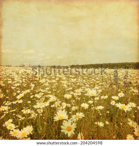 Old style  photo of daisy field and blue sky.