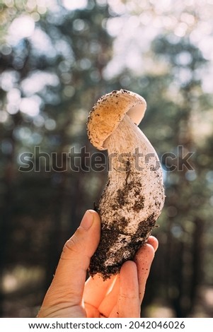 Survival skill in great outdoors. Hand holding small Porcini mushroom. Closeness to the nature. hiking and mushroom picking. 