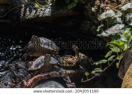 A pond with slider turtles resting by the water, a pond with fresh water. A red-eared slider turtle is resting, basking in the sun on the rocks by the pond on a sunny summer day.