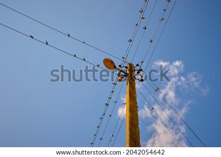 A flock of swallows against the blue sky on an electrical support on wires.