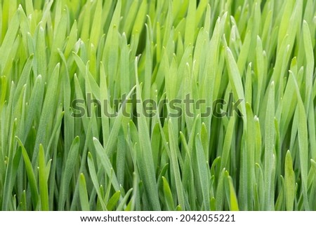Green grass as abstract background