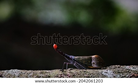 Colorful and beautiful insect spesis called 'Serengga Tanglung' (Fulgora Pyrorhyncha) with yellow, black, red, blue  green. This insect can be easily recognised and found in Malaysian forest. Royalty-Free Stock Photo #2042061203