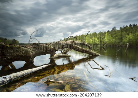 Old tree in north Poland.Bobiencino lake.Pomerania province./ Old tree 