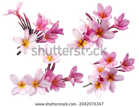 Frangipani or Plumeria flower isolated on white background