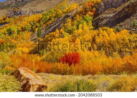 Aspens in fall colors of oranges, reds, and yellows fill the cliffs of the canyon in the Bishop area of Central California.